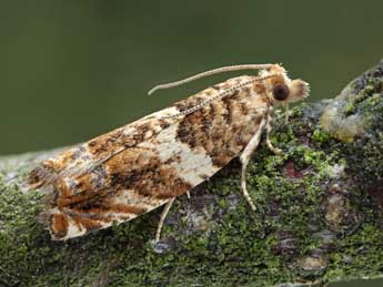 Epinotia abbreviana F. adulte - �Patrick Clement