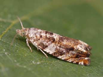 Epinotia abbreviana F. adulte - �Lionel Taurand