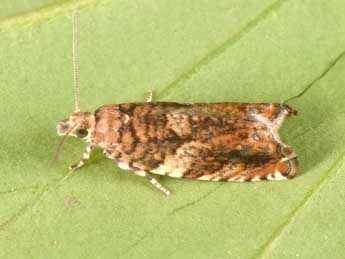Epinotia abbreviana F. adulte - �Philippe Mothiron