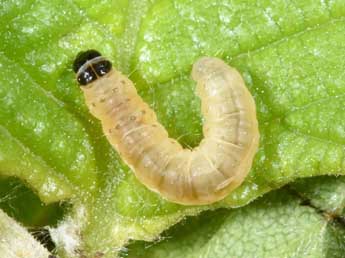  Chenille de Epinotia abbreviana F. - �Philippe Mothiron