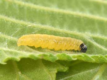  Chenille de Epinotia abbreviana F. - �Philippe Mothiron