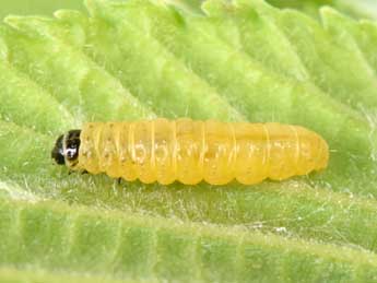  Chenille de Epinotia abbreviana F. - �Philippe Mothiron