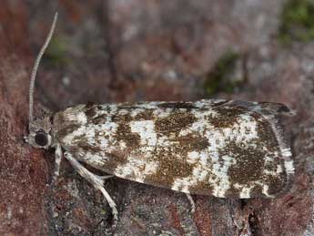 &copy;Horst Pichler. Pseudohermenias abietana F.