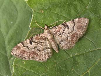 Eupithecia abietaria Gze adulte - �Philippe Mothiron