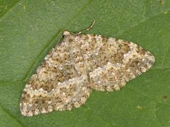 Coenotephria ablutaria Bsdv. adulte - �Philippe Mothiron