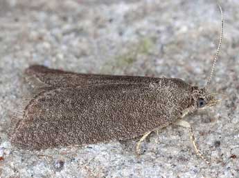 Cnephasia abrasana Dup. adulte - �Horst Pichler