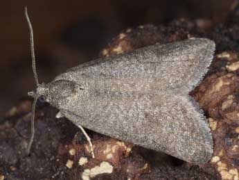 Cnephasia abrasana Dup. adulte - �Horst Pichler