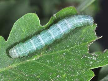  Chenille de Alsophila aceraria D. & S. - �Philippe Mothiron