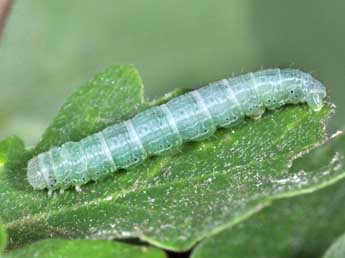  Chenille de Alsophila aceraria D. & S. - �Philippe Mothiron
