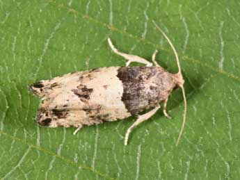 Gypsonoma aceriana Dup. adulte - �Philippe Mothiron