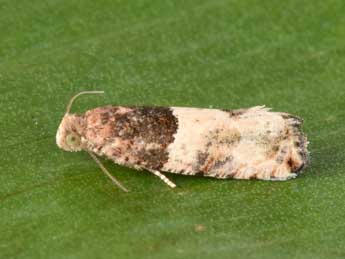 Gypsonoma aceriana Dup. adulte - �Philippe Mothiron