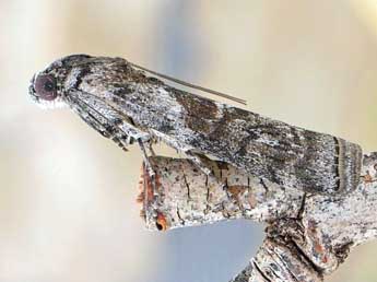 Phycita acericola Kuznetzov adulte - �Friedmar Graf