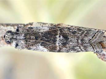 Phycita acericola Kuznetzov adulte - �Friedmar Graf