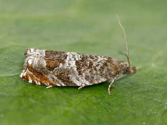 Ancylis achatana D. & S. adulte - �Lionel Taurand