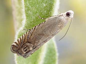 Cydia adenocarpi Rag. adulte - �Friedmar Graf