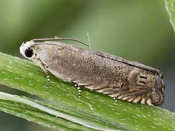 Cydia adenocarpi Rag. adulte - �Friedmar Graf