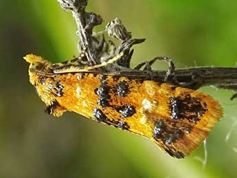 Commophila aeneana Hb. adulte - �Philippe Mottet
