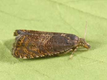 Dichrorampha aeratana Pierce & Metc. adulte - �Philippe Mothiron