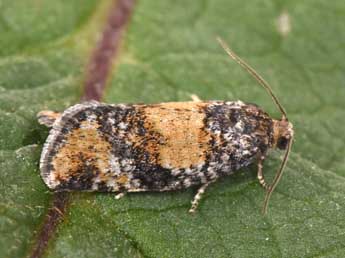 Ptycholomoides aeriferanus H.-S. adulte - �Philippe Mothiron