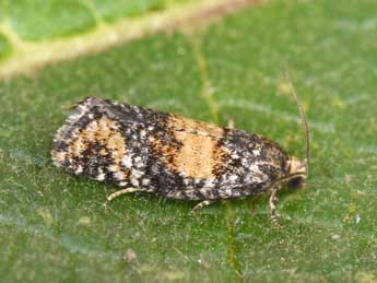 Ptycholomoides aeriferanus H.-S. adulte - �Philippe Mothiron