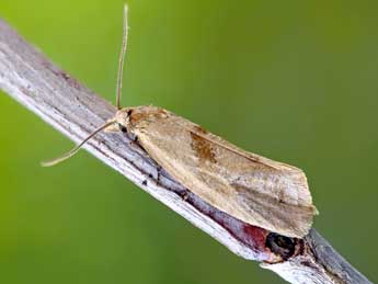 Phalonidia affinitana Doug. adulte - �Patrick Clement