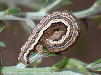  Chenille de Onychora agaritharia Dardoin - �Edith Grange