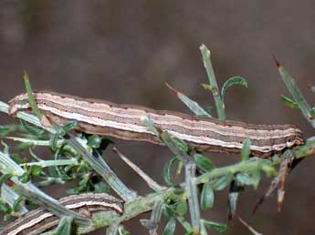  Chenille de Onychora agaritharia Dardoin - �Edith Grange