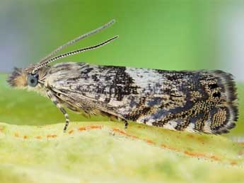 Dichrorampha agilana Tengst. adulte - �Friedmar Graf