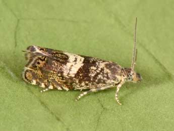 Dichrorampha agilana Tengst. adulte - �Philippe Mothiron