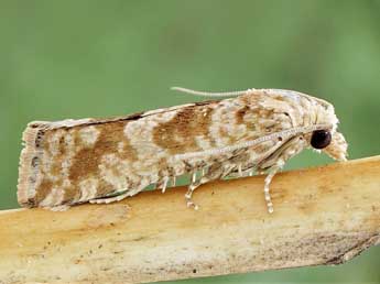 Pelochrista agrestana Tr. adulte - �Friedmar Graf