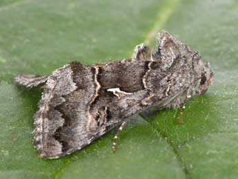 Syngrapha ain Hochenwart adulte - �Philippe Mothiron