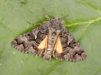 Syngrapha ain Hochenwart adulte - �Philippe Mothiron