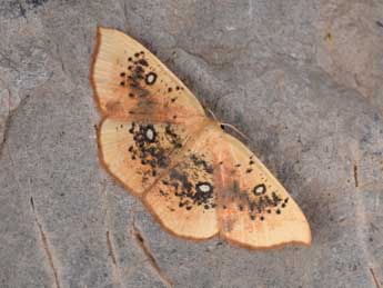 Cyclophora albiocellaria Hb. adulte - �Philippe Mothiron