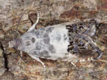 Cydia albipicta Sauter adulte - �Horst Pichler