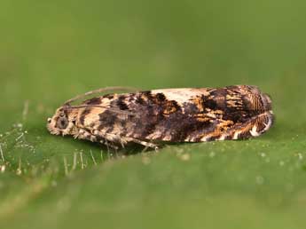 Pammene albuginana Gn. adulte - �Lionel Taurand