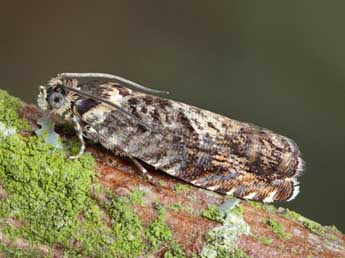 Pammene albuginana Gn. adulte - �Patrick Clement