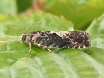 Pammene albuginana Gn. adulte - �Philippe Mothiron