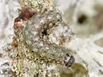  Chenille de Cryphia algae F. - �Philippe Mothiron