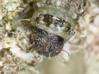  Chenille de Cryphia algae F. - �Philippe Mothiron