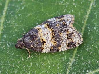 Paramesia alhamana Schmidt adulte - �Lionel Taurand