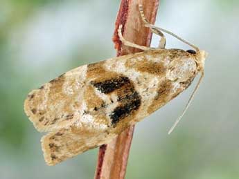 Gynnidomorpha alismana Rag. adulte - �Friedmar Graf