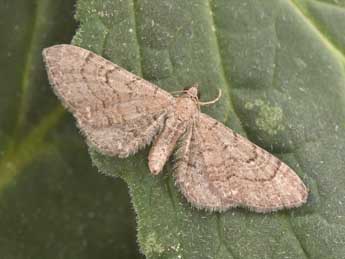Eupithecia alliaria Stgr adulte - �Philippe Mothiron