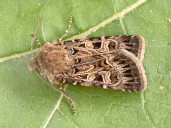 Chersotis alpestris Bsdv. adulte - �Philippe Mothiron