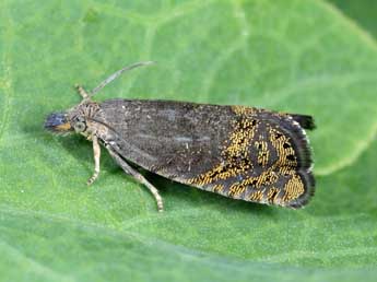 &copy;Michel Billard. Dichrorampha alpigenana Hein.