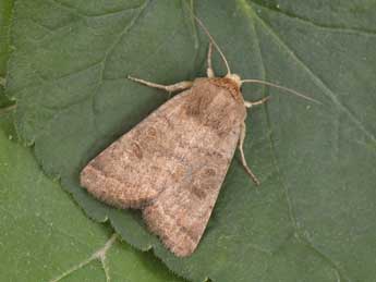 Hoplodrina alsinides Costantini adulte - �Philippe Mothiron