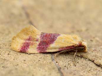 Diceratura amaranthica Raz. adulte - �Lionel Taurand