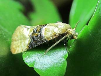 Eupoecilia ambiguella Hb. adulte - �Friedmar Graf