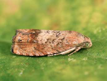 Cydia amplana Hb. adulte - �Lionel Taurand