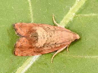 Cydia amplana Hb. adulte - �Philippe Mothiron