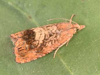 Cydia amplana Hb. adulte - �Philippe Mothiron